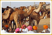 Pushkar Fair Tour