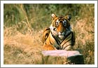 Tiger at Ranthambore National Park